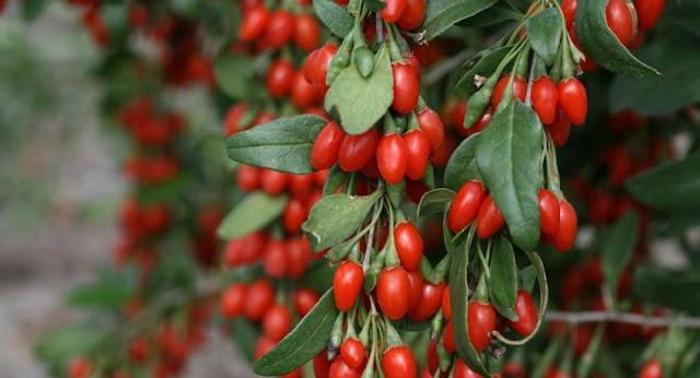 Goji Berry faydaları