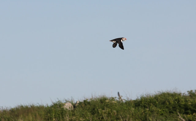 puffin with fish