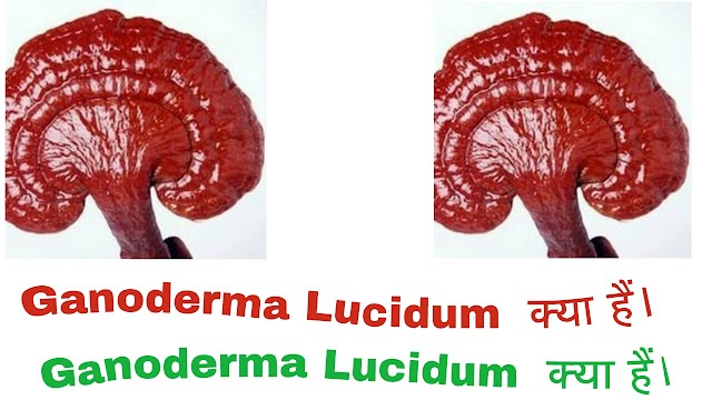 GANODERMA LUCIDUM