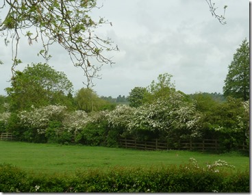 2 M45 behind burgeoning nature
