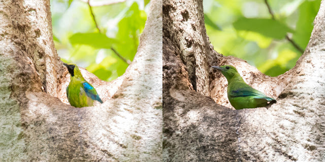 Blue-winged Leafbird, Kaeng Krachan NP, Thailand