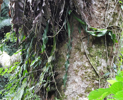 帶狀瓶爾小草的葉