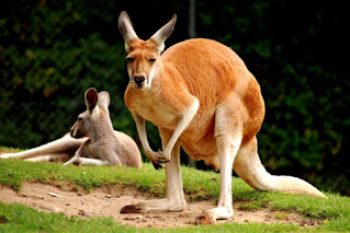 kangaroo images