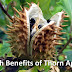 Health Benefits of Thorn Apple