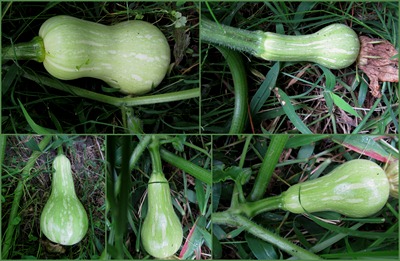 butternut collage2