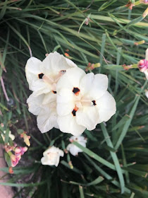 African Íris (dietes Bicolor) - Olho de Tigre 