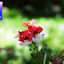 Nemesia, mon amour!