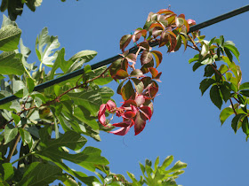 Virginia Creeper