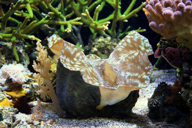 Musee Oceanographique de Monaco