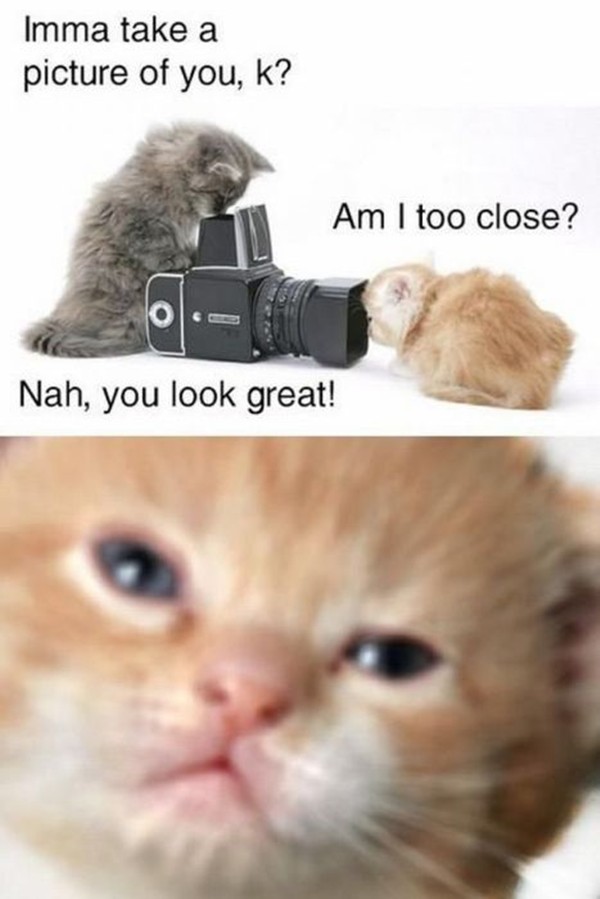 30 Animal pictures with captions, animal captions, animal memes