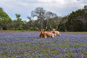 Funny animals of the week - 5 April 2014 (40 pics), texas longhorn sits on flower field