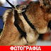 Σκύλος «μυρίστηκε» γυναίκα έμπορο ναρκωτικών στη Θεσσαλονίκη