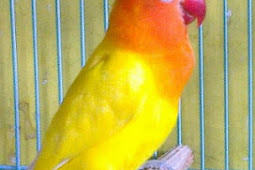 Cara Mencetak Anakan Lovebird yang Berkualitas