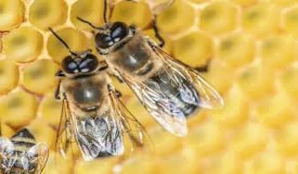 حياة النحل - اين يعيش - ماذا يأكل - كيف ينتج العسل؟