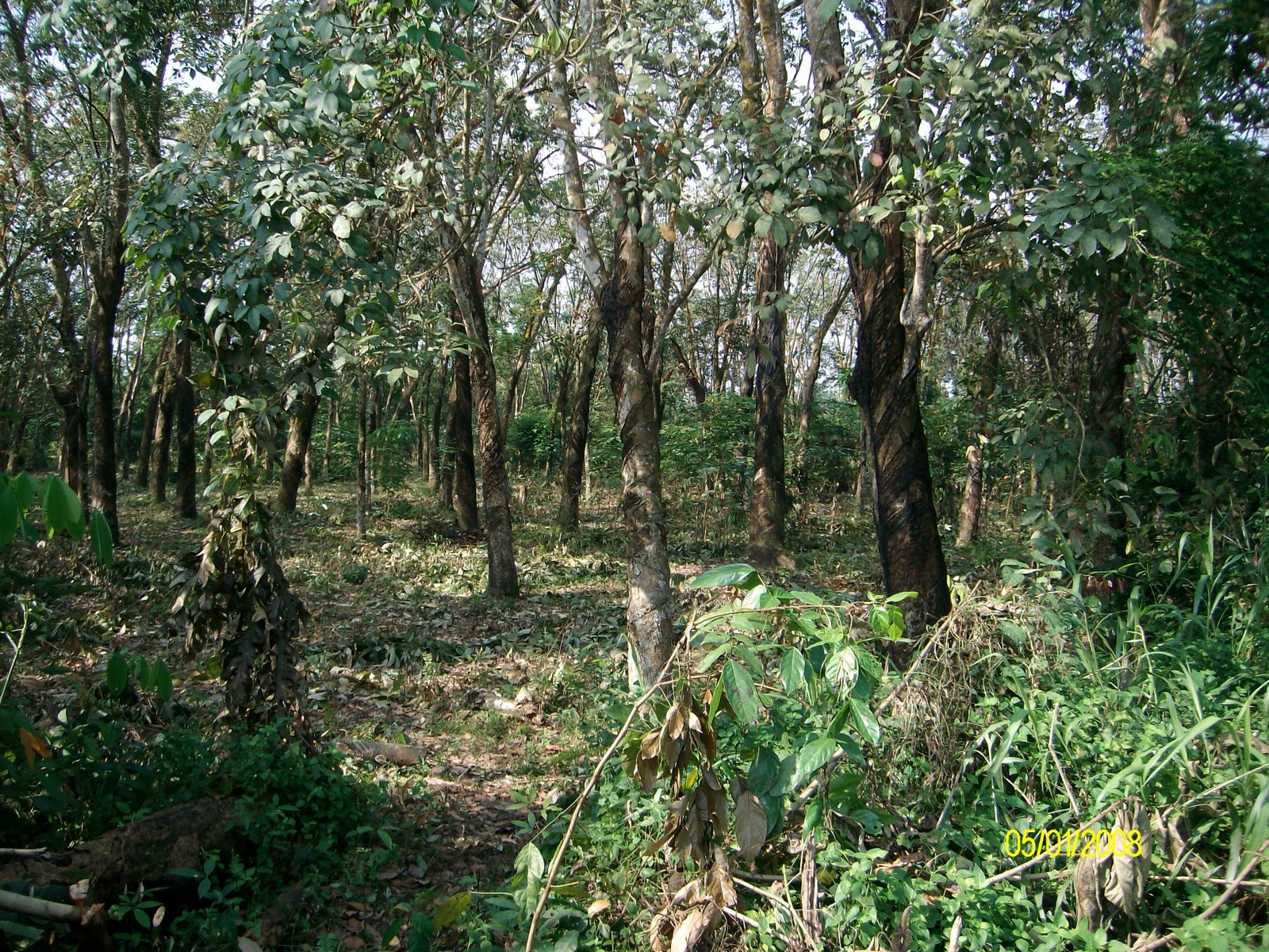 Tanah area Sg.Buloh Selangor, kuang, Subang: Kuang ...