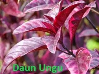 Daun Ungu