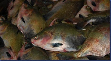 peixe