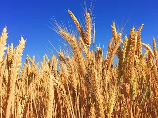 Bangladesh Ukraine wheat controversy