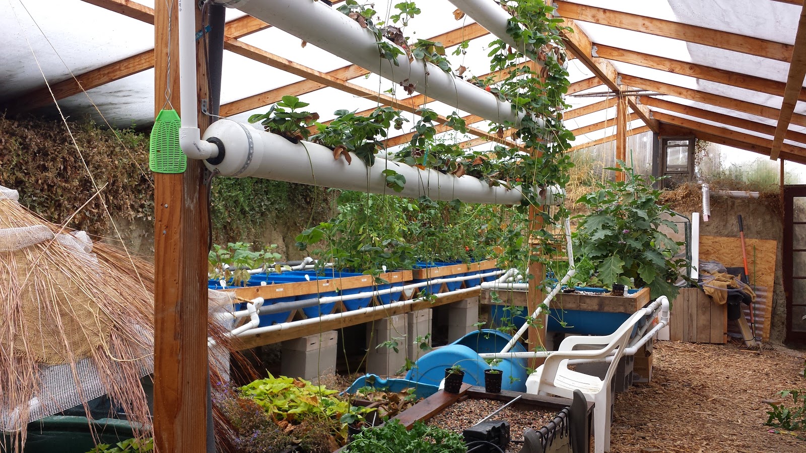 Walipini and Aquaponics: The Walipini growing season