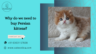 Persian Kittens in Bangalore