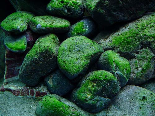 Tropical Aquarium Fish: Aquarium Fish: Algae Problems - Green Algae