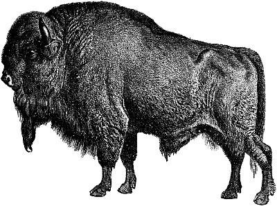 bison, gravure, corne, barbiche