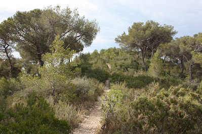 CALAFELL-MONTPAÓ-URBANITZACIÓ VALLDEMAR-TORRE D'EN VIOLA- EL PUJAL-LA TALAIA, corriol per la carena del bosc de la Muntanya del Borrell a Calafell