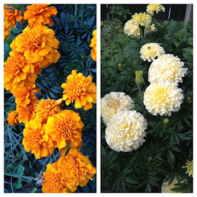 make marigold bug spray