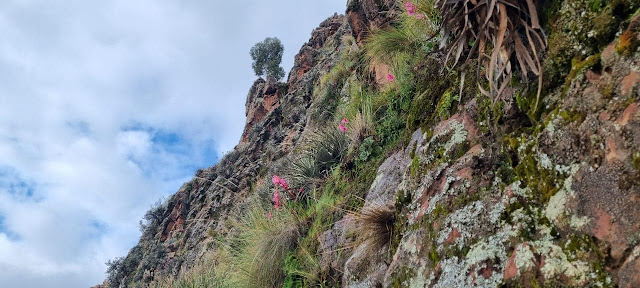 Manchmal denken wir, dass es im Hochgebirge Boliviens nur wildes Stroh gibt. Im Sommer gibt es auch Blumen. MACHA Potosi – Bolivien