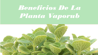 Beneficios De La Planta Vaporub