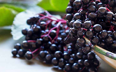 Elderberries Nutritional Profiles and Unique Benefits