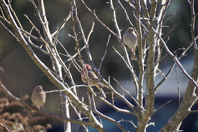 three house finches in crab apple tree