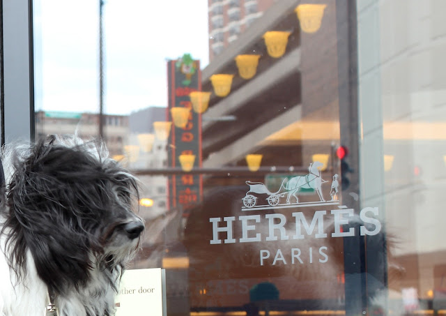 Shopping with dogs in chicago