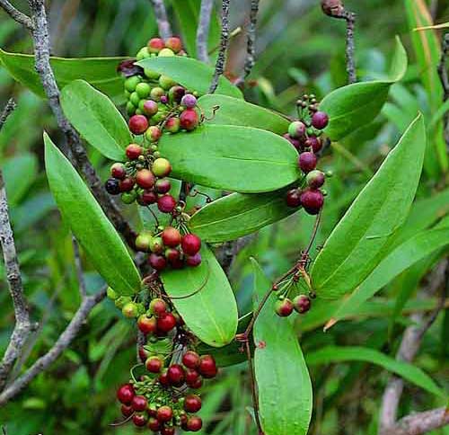 Quả cây Thổ Phục Linh - Smilax glabra - Nguyên liệu làm thuốc Chữa Tê Thấp và Đau Nhức