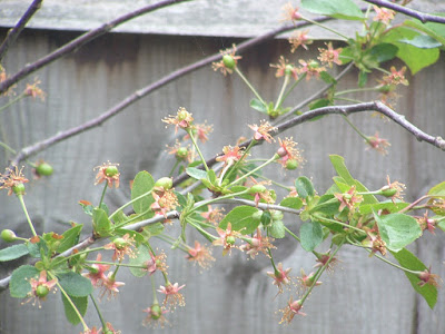 Close up of immature cherries growing on a branch
