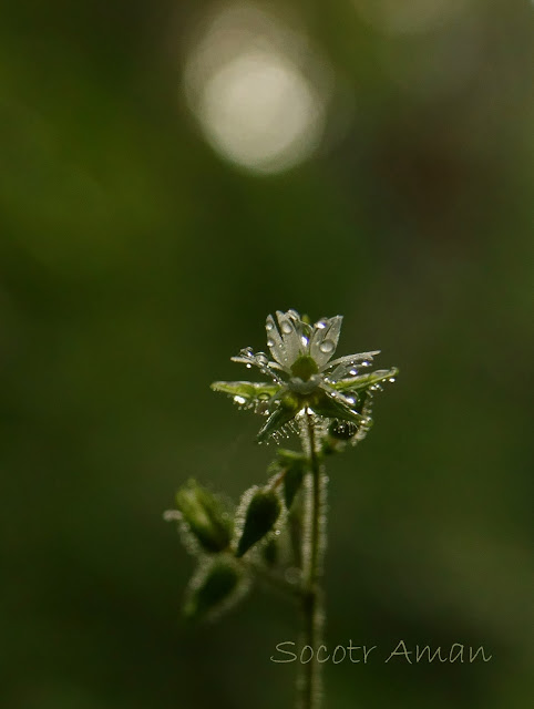 Stellaria monosperma