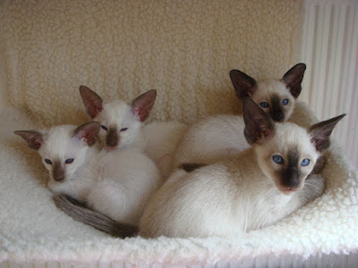 siamese kittens kijiji