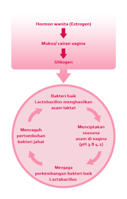 http://lialathifa.blogspot.com/2016/04/ini-dia-cara-cerahkan-area-v-agar.html