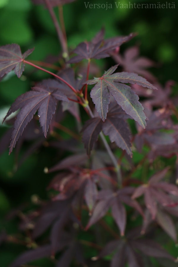 japaninverivaahtera Acer palmatum ´Atropurpureum` イロハモミジ