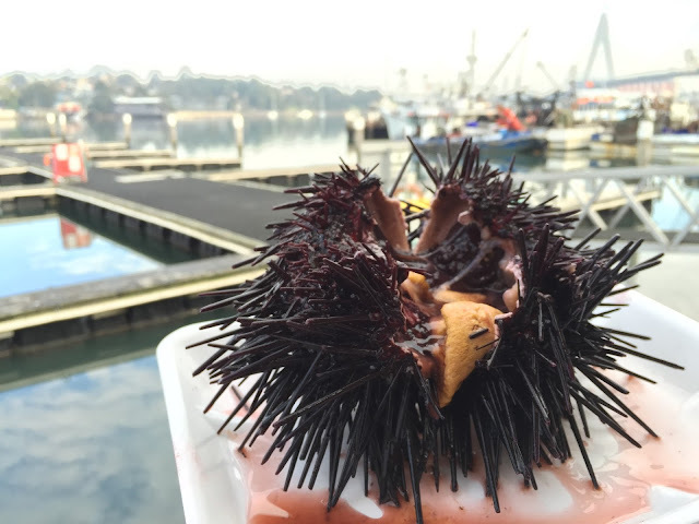 Sydney Fish Market - Sea Urchin