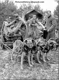 Waffen SS 6th Mountain Division 'Nord' load ammunition dog sleigh