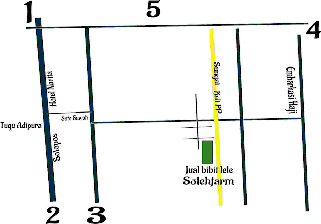 Bibit Lele Solo 2