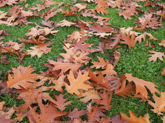 Fallen Oak Leaves