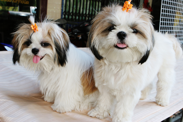 Shih+Tzu+Puppies