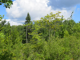 Huckleberry Bog