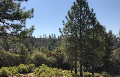 Pine trees and shrubs in California