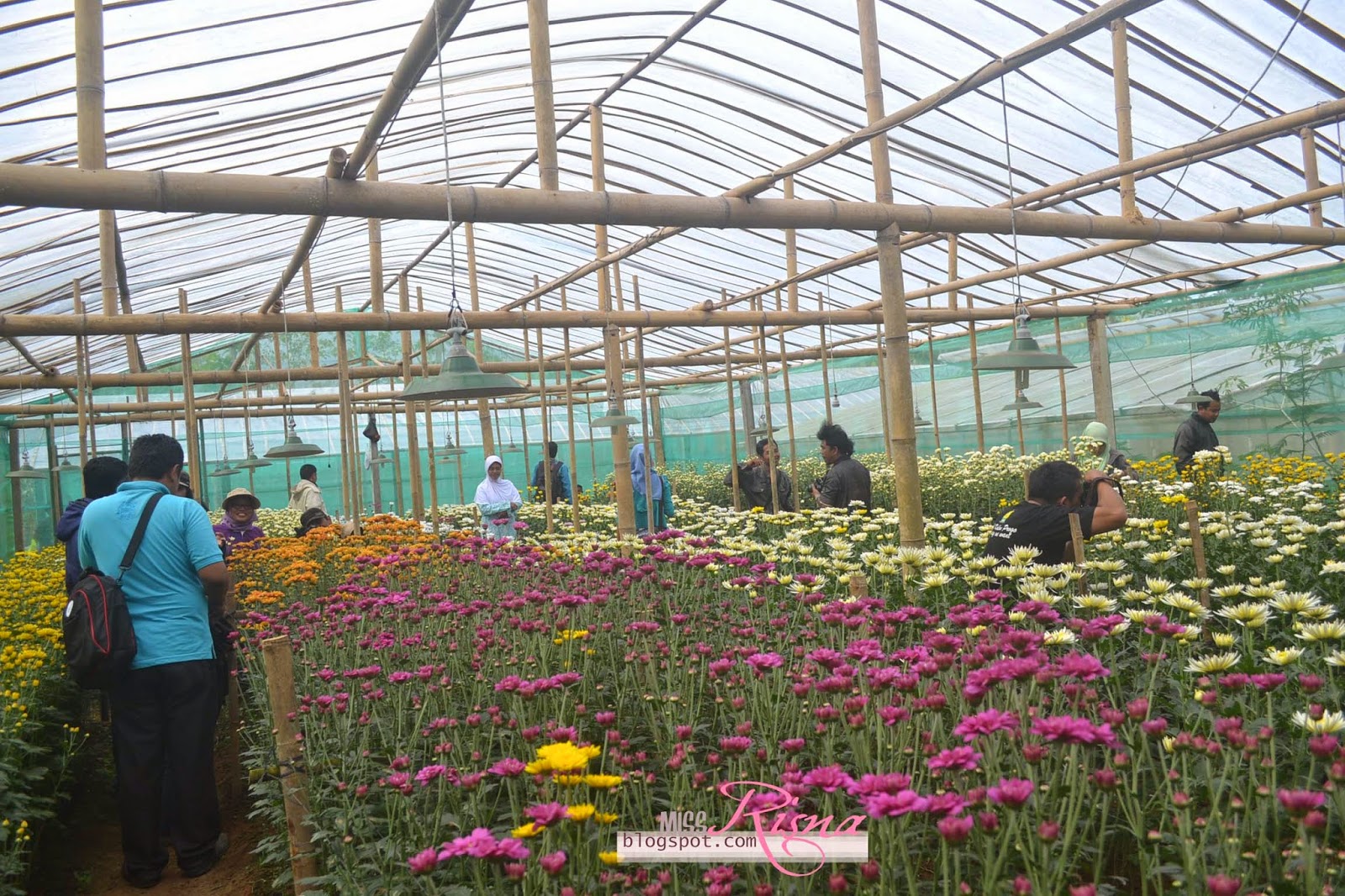 Cantiknya Ribuan Bunga  Krisan  di Kebun  Bunga  Gerbosari  