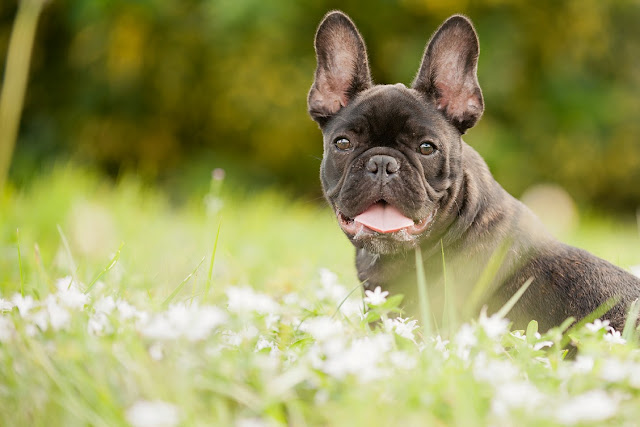 French Bulldog HD Wallpapers