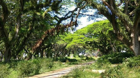 photo source kompas.com Trembesi Forest