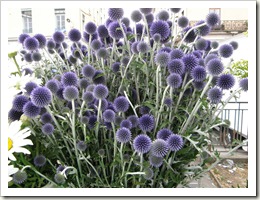 P6190595